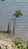 Mangrove sapling getting started in the salt.  The roots put leaves above the salt; and bring air via stalks.