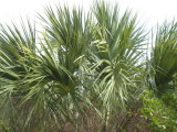 Palms everywhere, about 20 species found here, but only 3-4 native to Florida.