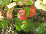 Sea grape, about 3-4 inch leaves, running to several feet tall.  Not salt tolerant.
