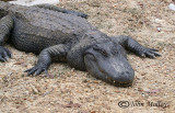 Alligator