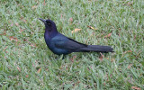 Boat-tailed Grackle - male