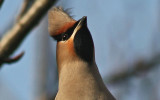 Waxwing