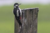 Great Spotted Woodpecker