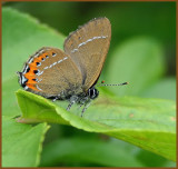 Black Hairstreak, Busksnabbvinge_ (Satyrium pruni).jpg