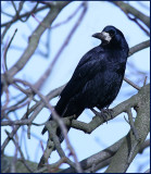 Rook, Rka  (Corvus frugilegus)..jpg