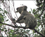 Koala   (Phascolarctos cinereus).jpg