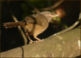 Jungle babbler    (Turdoides striatus).jpg