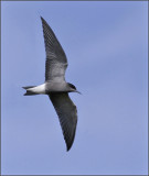 Black Tern, Svarttrna   (Chlidonias niger).jpg