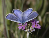 Polyommatus icarus male on Primula farinosa.jpg