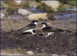 House Martin, Hussvala   (Delichon urbica9.jpg