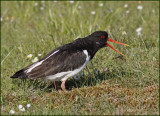 Oystercatcher, strandskata,   (Haematopus ostralegus).jpg