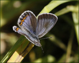 Reverdins Blue (female), Kronrtsblvinge   (Plebejus argyrognomon).jpg