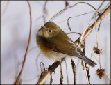 Red-flanked Bluetail female, Blstjrt,   (Tarsiger cyanurus).jpg