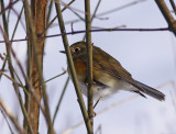 Red-flanked Bluetail (T. cyanurus).jpg