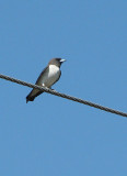 White-breasted Woodswallow, Vitbrstad svalstare   (Artamus leucorhynchus).jpg