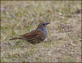 Dunnock, Jrnsparv   (Prunella modularis).jpg