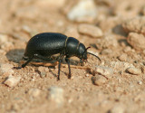 Chrysomelid beetle  (Timarcha sp).jpg