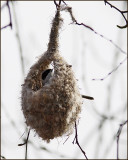 Penduline Tit, Pungmes   (Remiz pendulinus).jpg