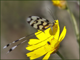 Threadwing, or Spoonwing Lacewing   (Nemoptera sinuata).jpg