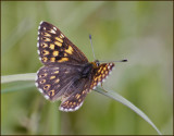 Duke of Burgundy male, Gullvivefjril hane   (Hamearis lucina).jpg