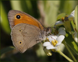 Turkish Meadow Brown, male   (Maniola telmessia).jpg