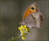 Lesvos or Large Meadow brown, male,  (Maniola megala).jpg