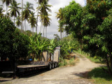 Plantation darbres fruitiers