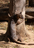 EUPLERIDAE - FOSA - KIRINDY NATIONAL PARK - MADAGASCAR (2).JPG