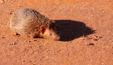 INSECTIVORA - TENREC - LESSER HEDGEHOG TENREC - ECHINOPS TELFAIRI - BERENTY RESERVE MADAGASCAR (20).JPG