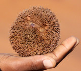 INSECTIVORA - TENREC - LESSER HEDGEHOG TENREC - ECHINOPS TELFAIRI - BERENTY RESERVE MADAGASCAR (51).JPG