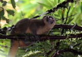 PRIMATE - LEMUR - HAPALEMUR AUREUS - GOLDEN BAMBOO LEMUR - RANOMAFANA NATIONAL PARK MADGASCAR (18).JPG