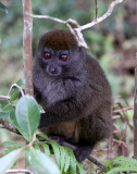 PRIMATE - _GE (6).JPG