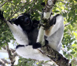 PRIMATE - LEMUR - INDRI INDRI - MANTADIA NATIONAL PARK MADAGASCAR (60).JPG