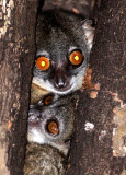 PRIMATE - LEMUR - LEPILEMUR ANKARANENSIS - ANKARANA SPORTIVE LEMUR - ANKARANA NATIONAL PARK MADAGASCAR (16).jpg