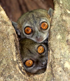 PRIMATE - LEMUR - LEPILEMUR ANKARANENSIS - ANKARANA SPORTIVE LEMUR - ANKARANA NATIONAL PARK MADAGASCAR (57).JPG