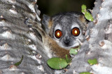 PRIMATE - LEMUR - LEPILEMUR LEUCOPUS - WHITE-FOOTED SPORTIVE LEMUR - ANDOHAHELA NATIONAL PARK MADAGASCAR (10).jpg