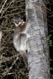 PRIMATE - LEMUR - LEPILEMUR LEUCOPUS - WHITE-FOOTED SPORTIVE LEMUR - BERENTY RESERVE MADAGASCAR (44).JPG