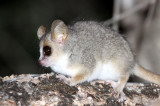 PRIMATE - LEMUR - MICROCEBUS GRISEORUFUS - GREY-BROWN MOUSE LEMUR - BERENTY RESERVE MADAGASCAR (43).JPG