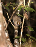 PRIMATE - LEMUR - MICROCEBUS MURINUS - GREY MOUSE LEMUR - KIRINDY NATIONAL PARK - MADAGASCAR (8).JPG