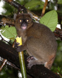 PRIMATE - LEMUR - PROLEMUR SIMUS - GREATER BAMBOO LEMUR - RANOMAFANA NATIONAL PARK MADGASCAR (7).JPG