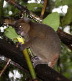 PRIMATE - LEMUR - PROLEMUR SIMUS - GREATER BAMBOO LEMUR - RANOMAFANA NATIONAL PARK MADGASCAR (8).JPG