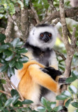 PRIMATE - LEMUR - PROPITHECUS DIADEMA - DIADEMED SIFAKA - ANDISABE NATIONAL PARK MADAGASCAR - VAKONA LODGE (3).JPG