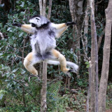 PRIMATE - LEMUR - PROPITHECUS DIADEMA - DIADEMED SIFAKA - ANDISABE NATIONAL PARK MADAGASCAR - VAKONA LODGE (48).JPG