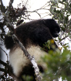 PRIMATE - LEMUR - PROPITHECUS EDWARDSI - MILNE EDWARDS SIFAKA - RANOMAFANA NATIONAL PARK MADGASCAR (11).JPG