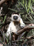 PRIMATE - LEMUR - PROPITHECUS VERREAUXI - VERREAUXS SIFAKA - ANDOHAHELA NATIONAL PARK MADAGASCAR (11).JPG