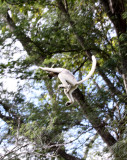 PRIMATE - LEMUR - PROPITHECUS VERREAUXI - VERREAUXS SIFAKA - BERENTY RESERVE MADAGASCAR (25).JPG