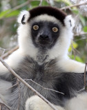 PRIMATE - _R (37).JPG