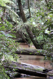 ANDISABE NATIONAL PARK MADAGASCAR - PRIMARY FOREST VIEWS (2).JPG