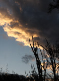 BERENTY RESERVE MADAGASCAR - SUNSET OVER THE SPINY FOREST (13).JPG