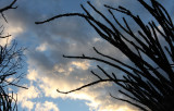 BERENTY RESERVE MADAGASCAR - SUNSET OVER THE SPINY FOREST (8).JPG